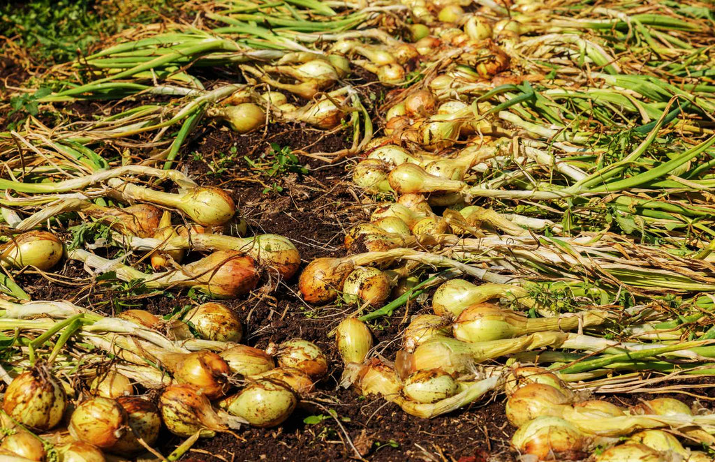 How to Harvest and Store Onions & Garlic – Haxnicks