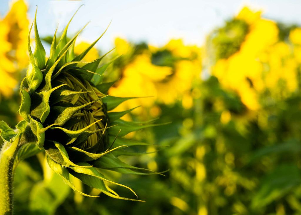 A 'field of her dreams': Man plants thousands of sunflowers to