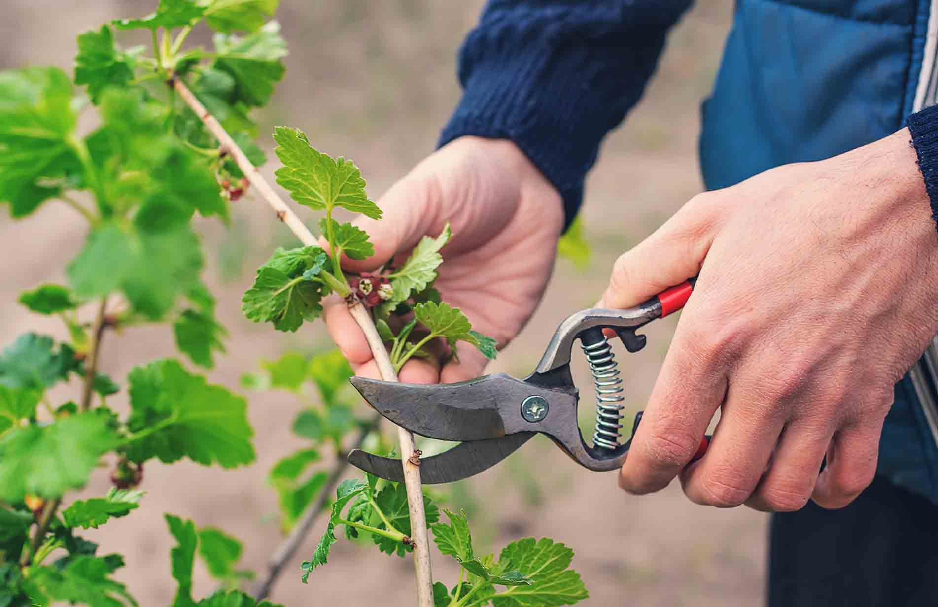 Taking a cutting to propagate new plants