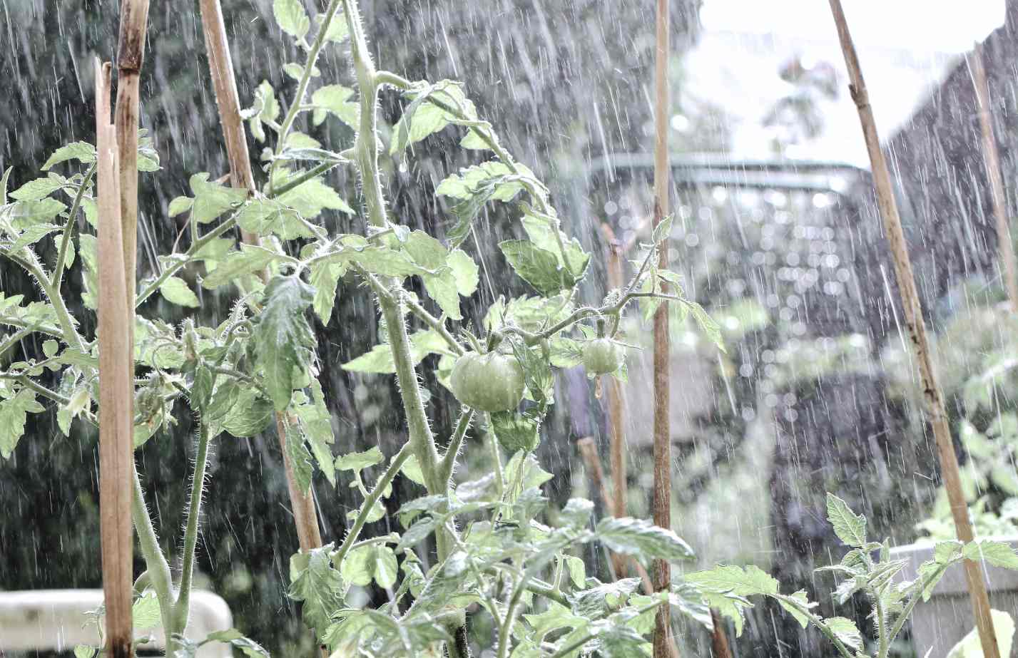 5 Tomato Growing Issues to Look Out For in a Wet Summer