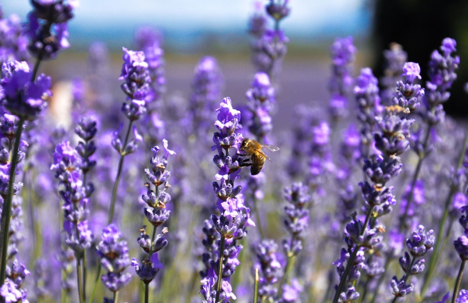 The 'How and Why' of Attracting more bees to our Vegetable Gardens