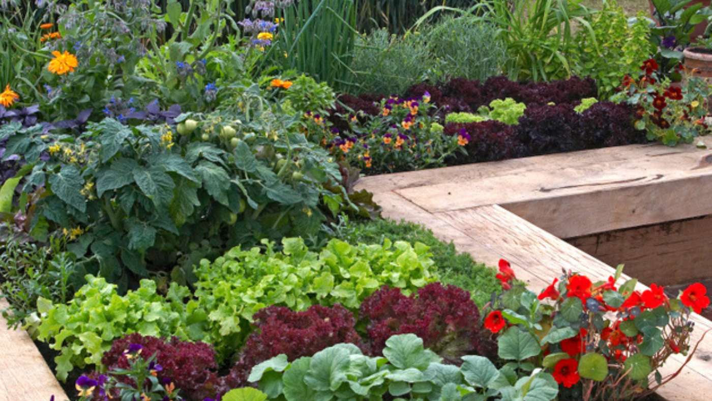 Raised bed with tomato plants , lettuce and nasturtiums as companion plants to deter pests  