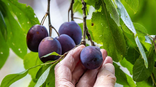 How to Plant and Grow Damson Trees in the UK