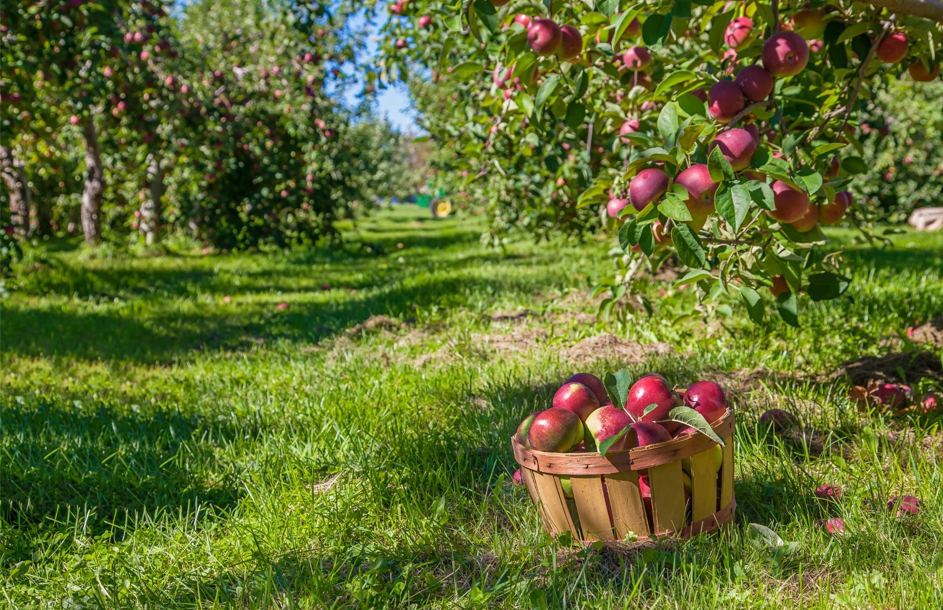 How to Care for your Apple Trees in the UK