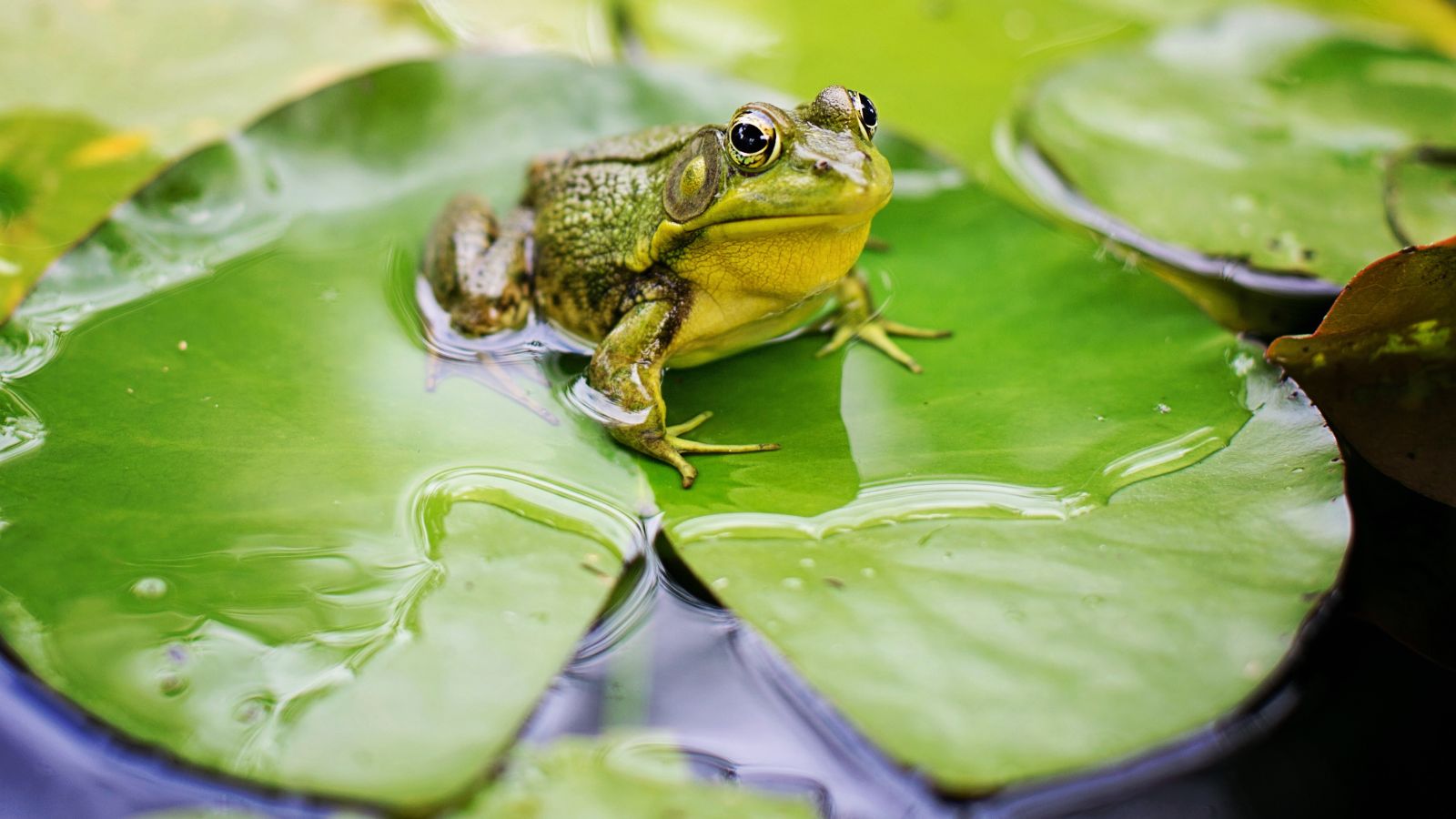 How to make a wildlife pond whatever your garden size