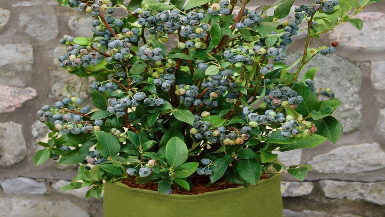 10 Top Tips for Growing Blueberries in Pots