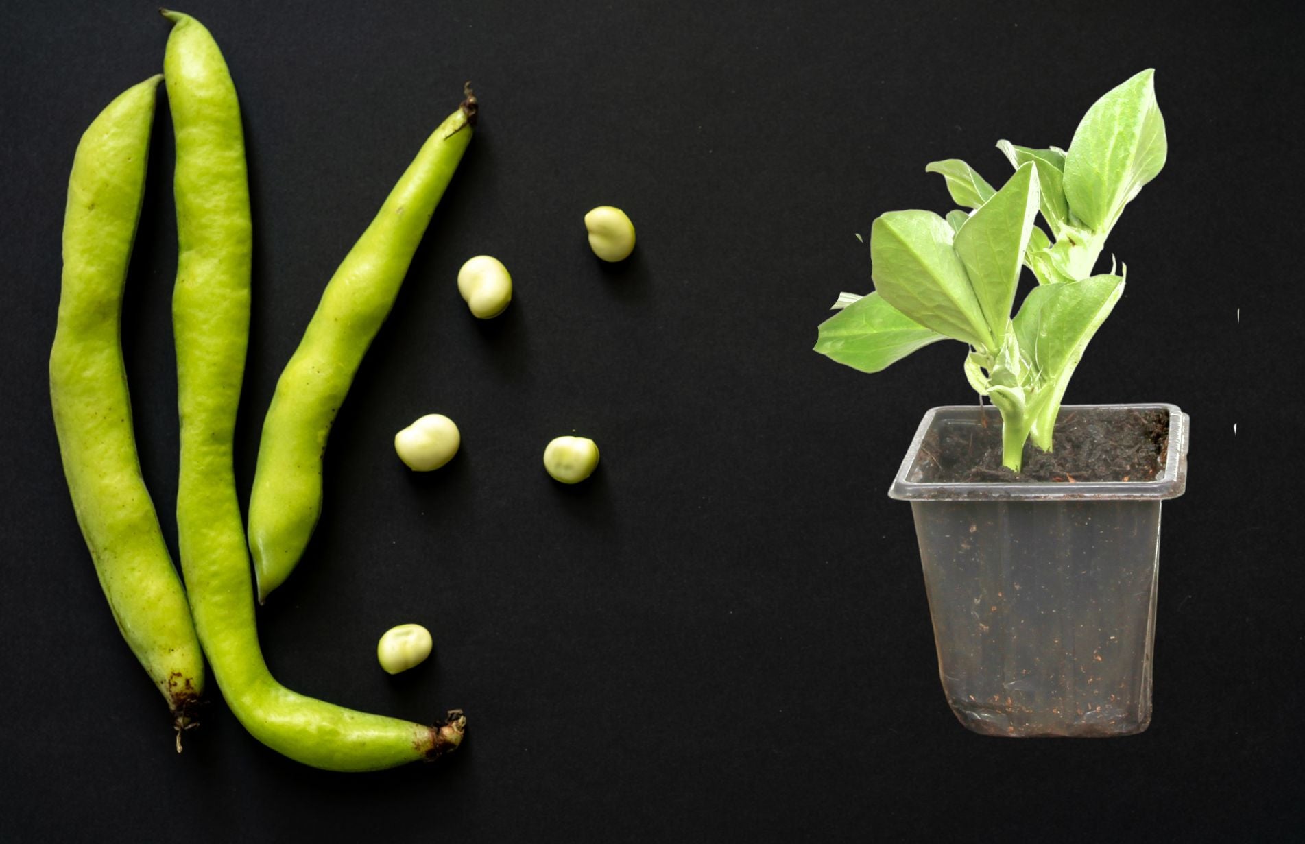 How to Grow Broad Beans in Pots and Containers