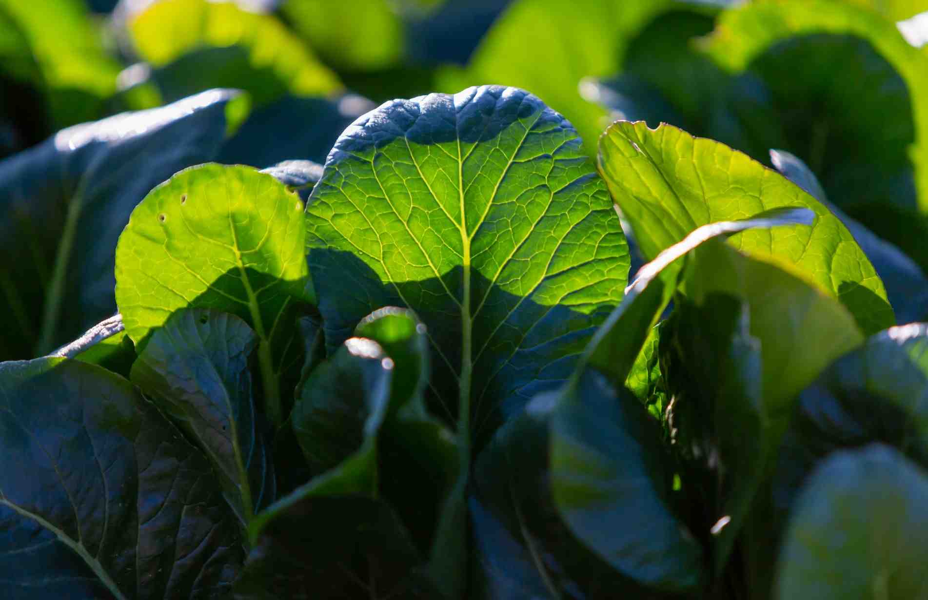 komatsuna mustard spinach growing outside