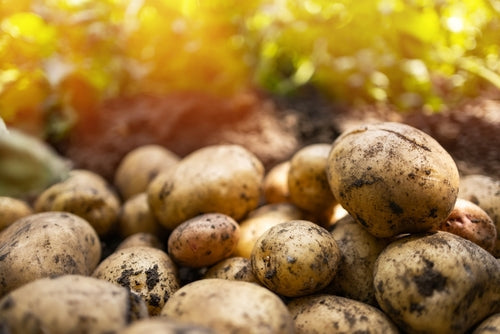 10 reasons to Plant potatoes in Planters not the Ground