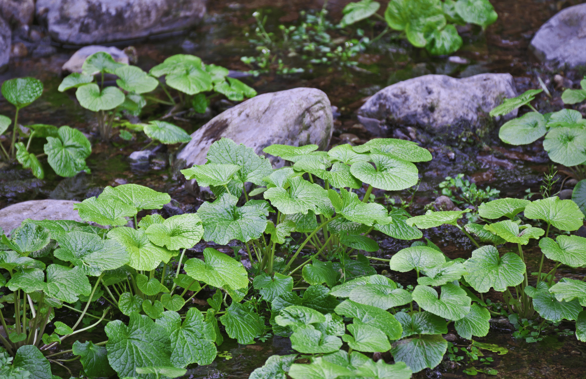 All you need to know to Grow Wasabi in the UK