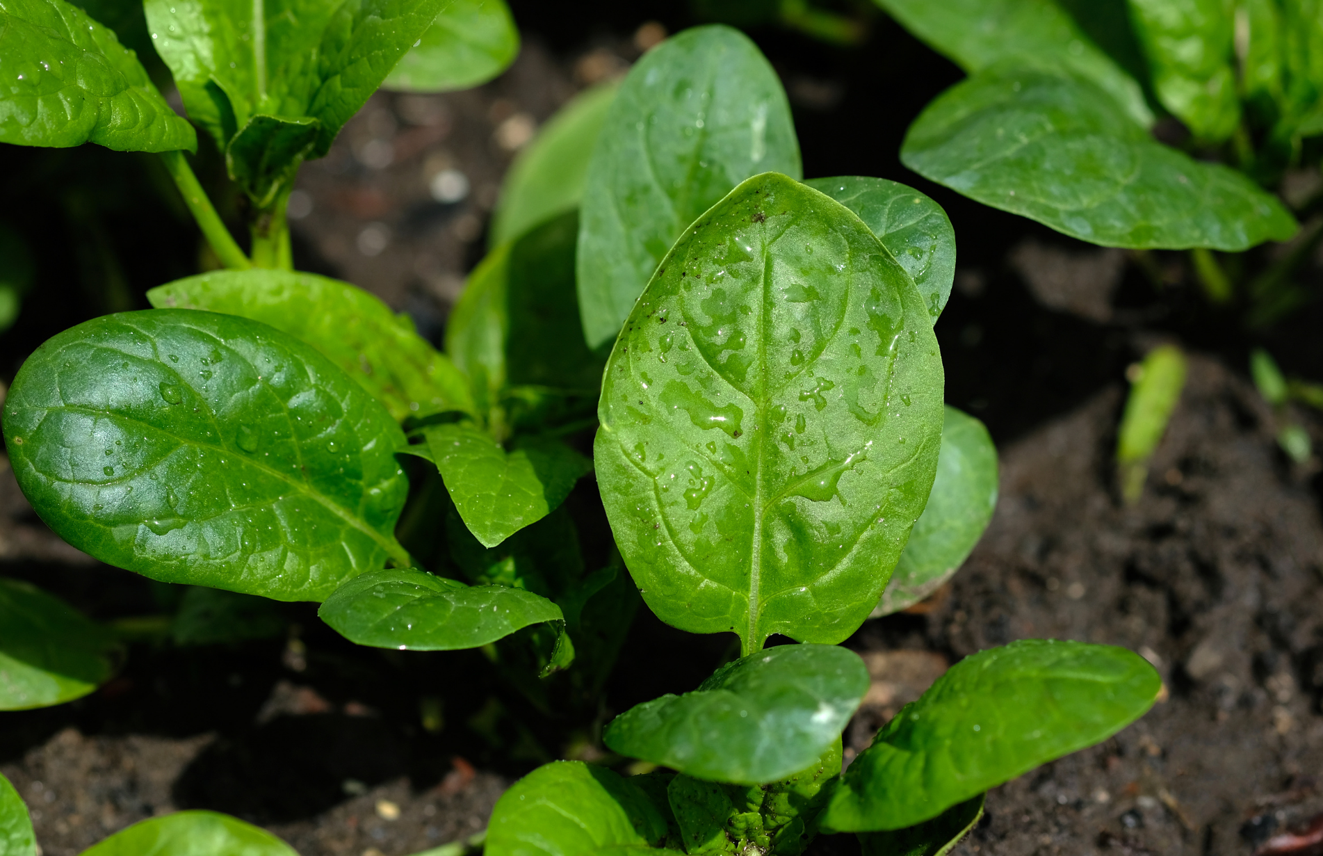 Young plants growing in the soil