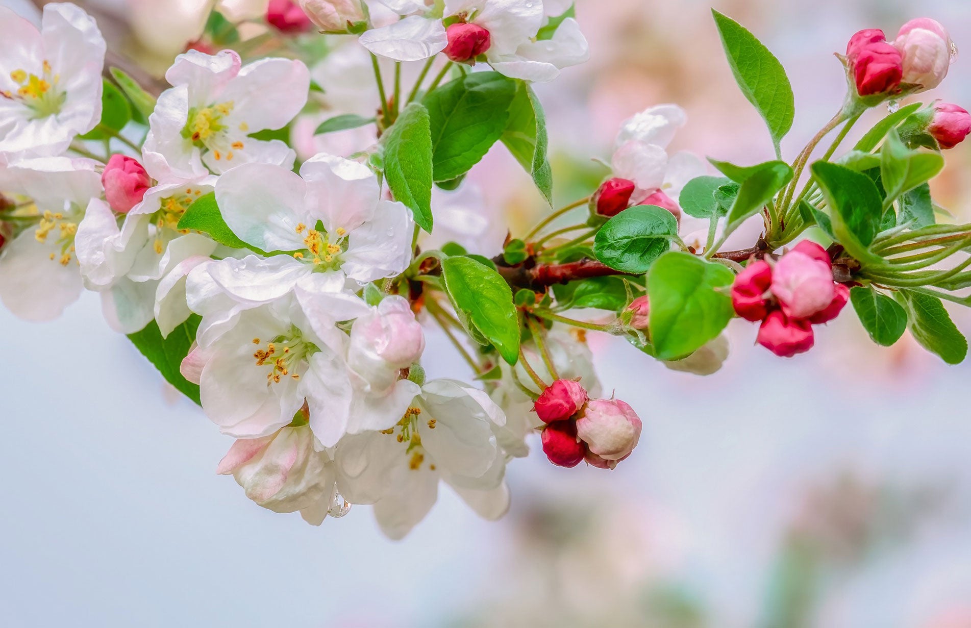 how to choose apple trees, growing apples