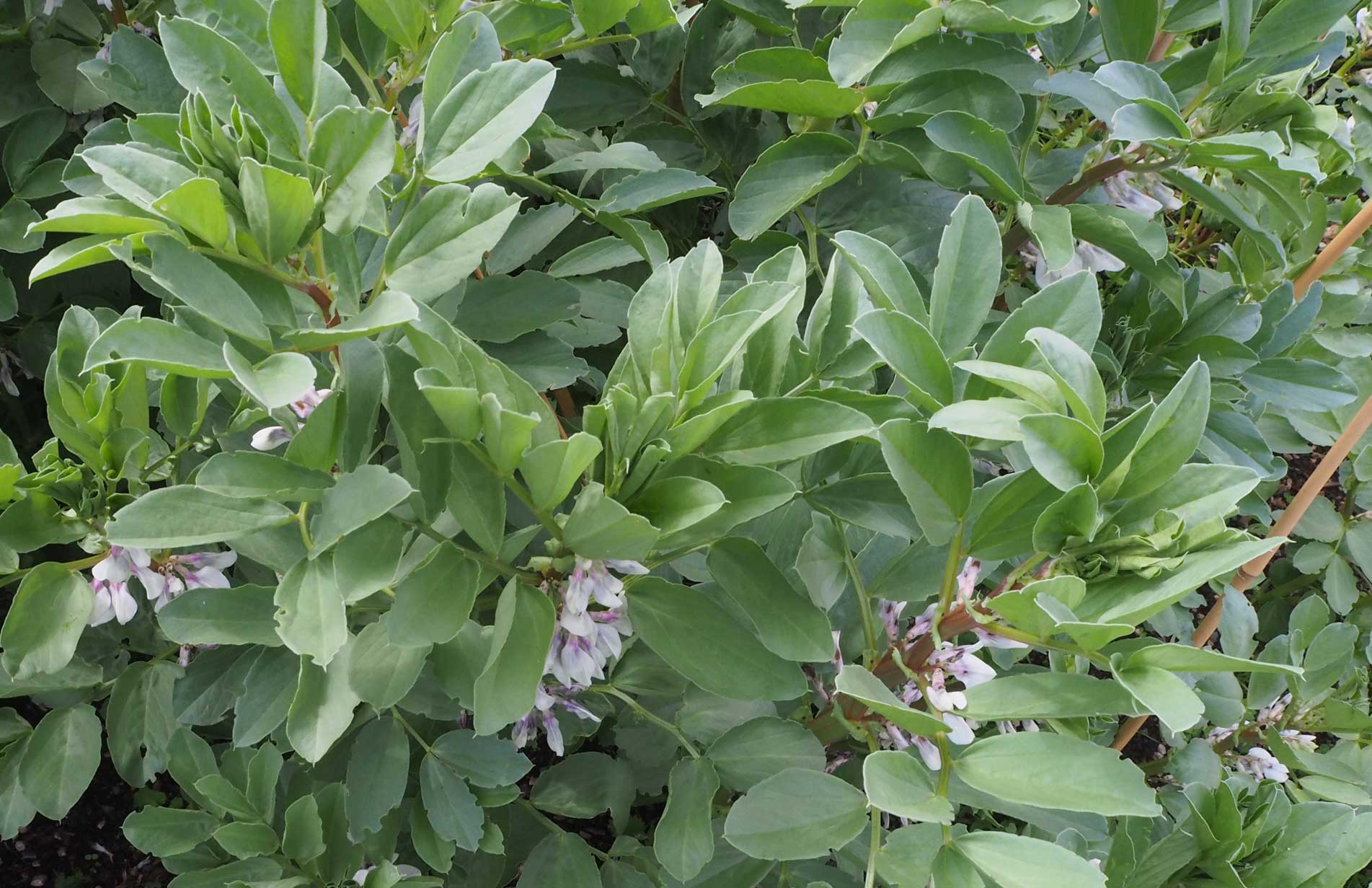 The best way to grow broad beans in Haxnicks Vigoroot Pots