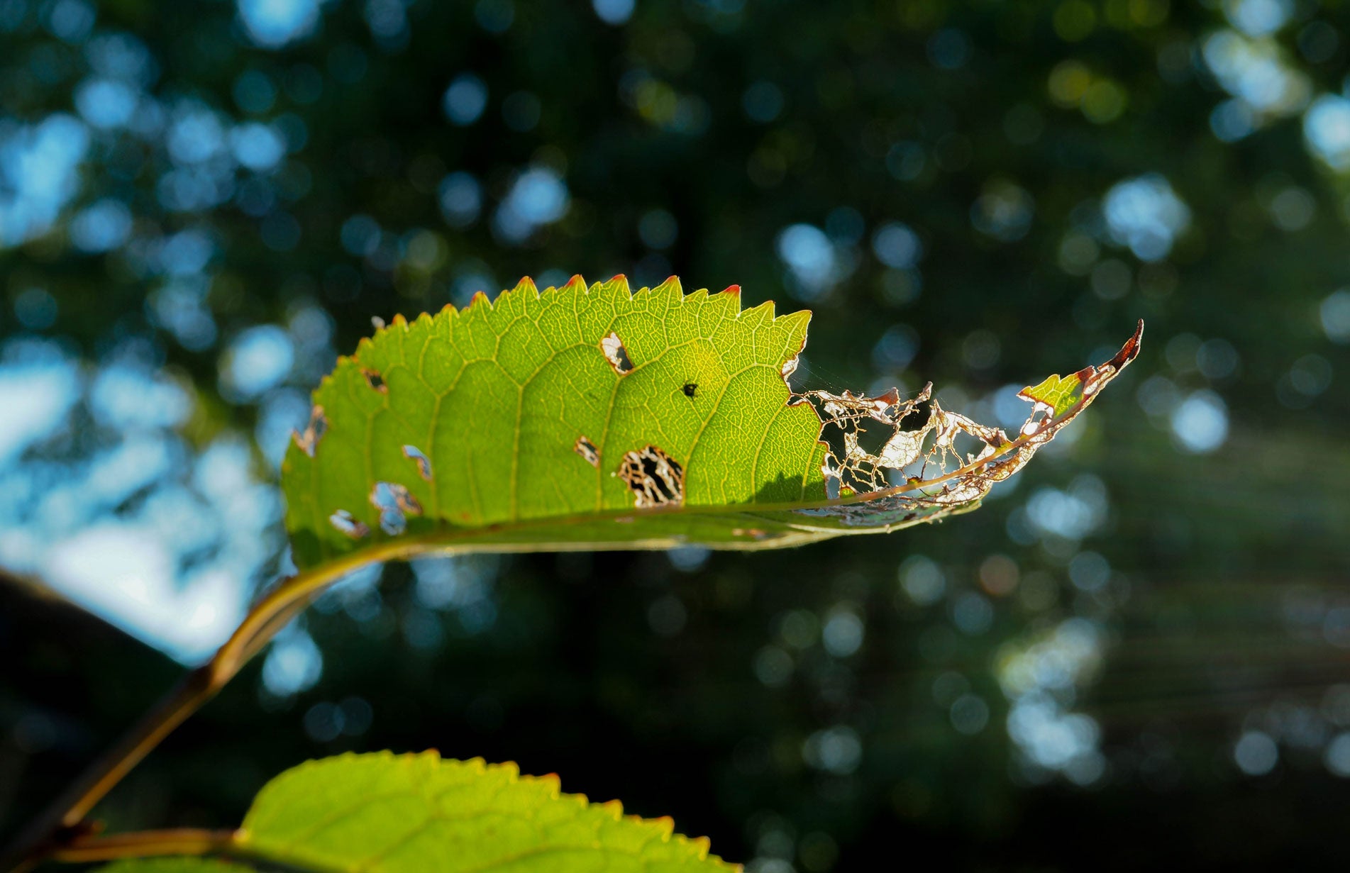 How to photograph plant and your garden the best way Haxnicks tips