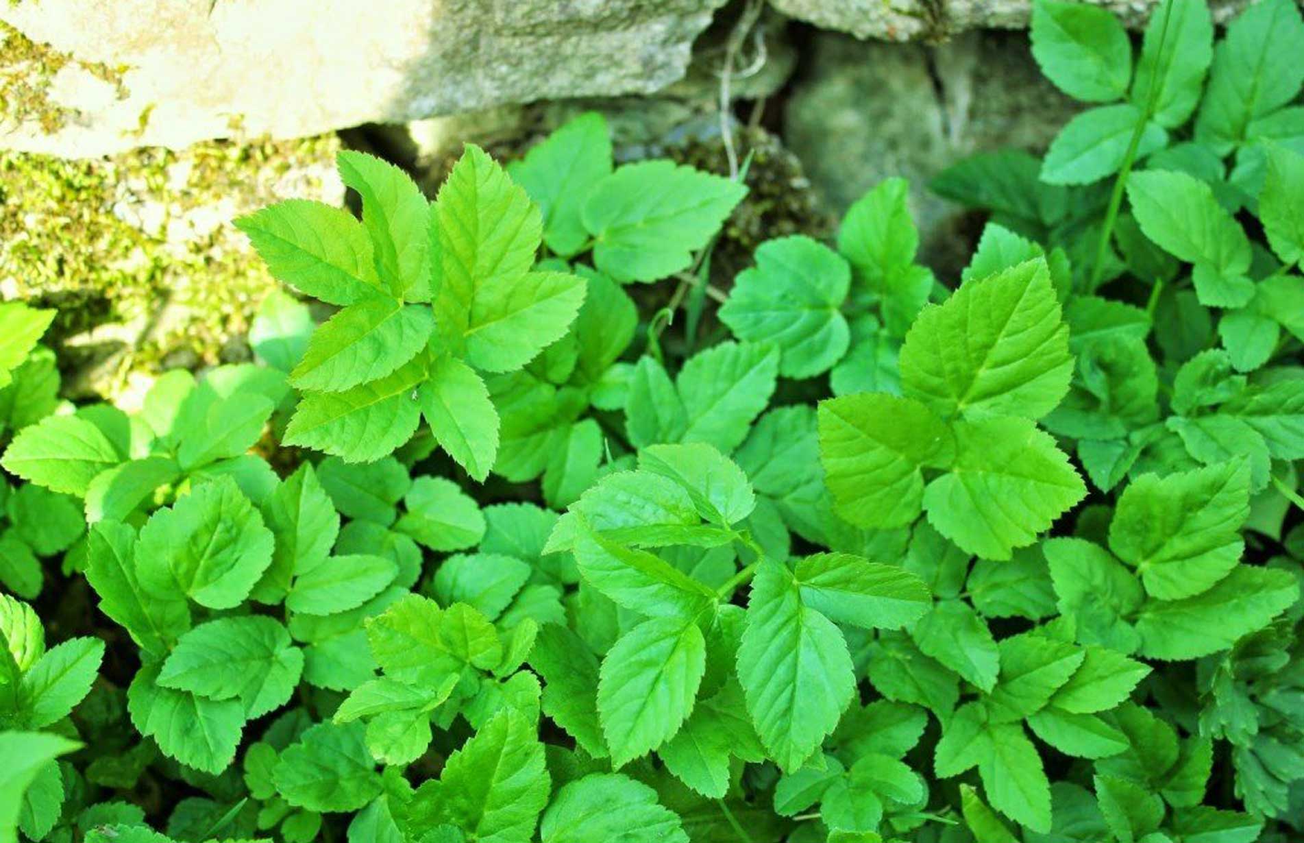 weeds how to eradicate ground elder