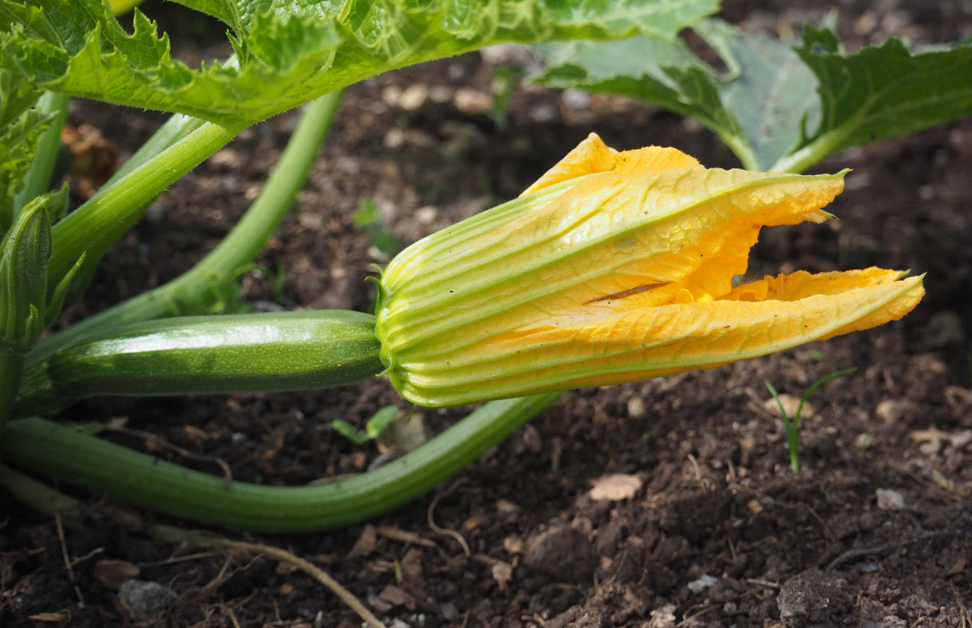 How to grow Courgettes squash & gourds