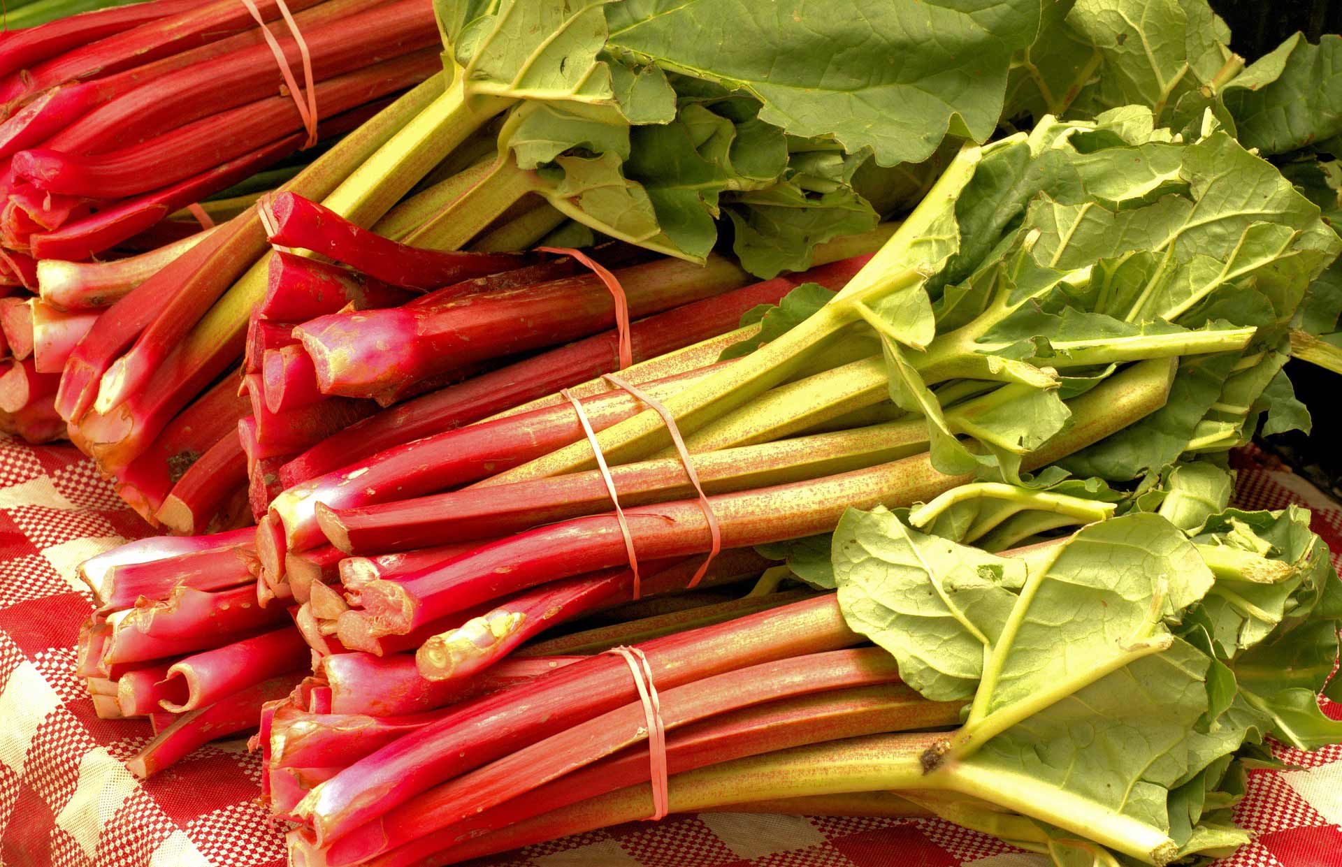 Haxnicks gardening advice how to grow rhubarb the best way