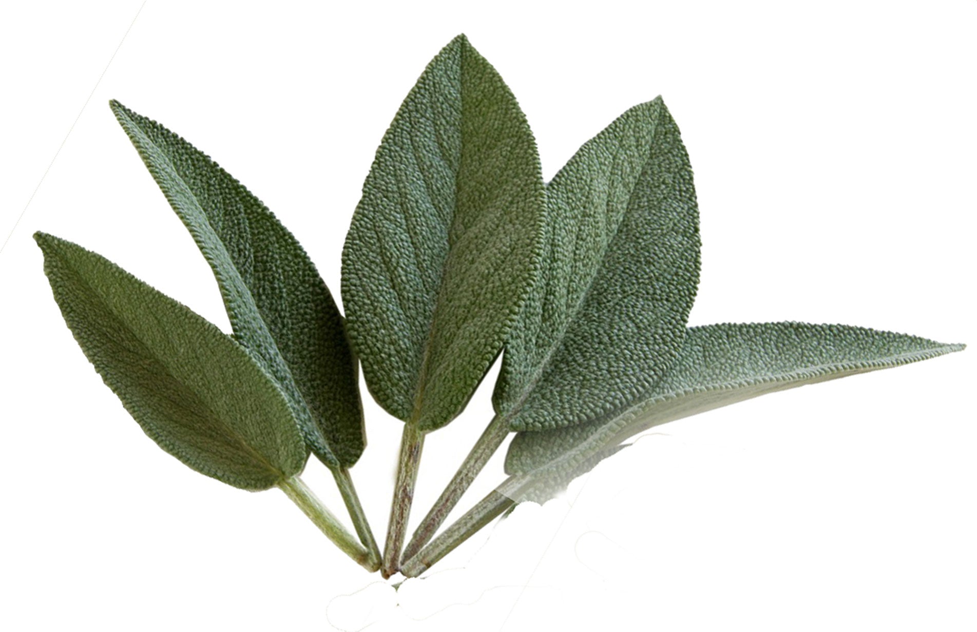 How to grow sage herbs in a container