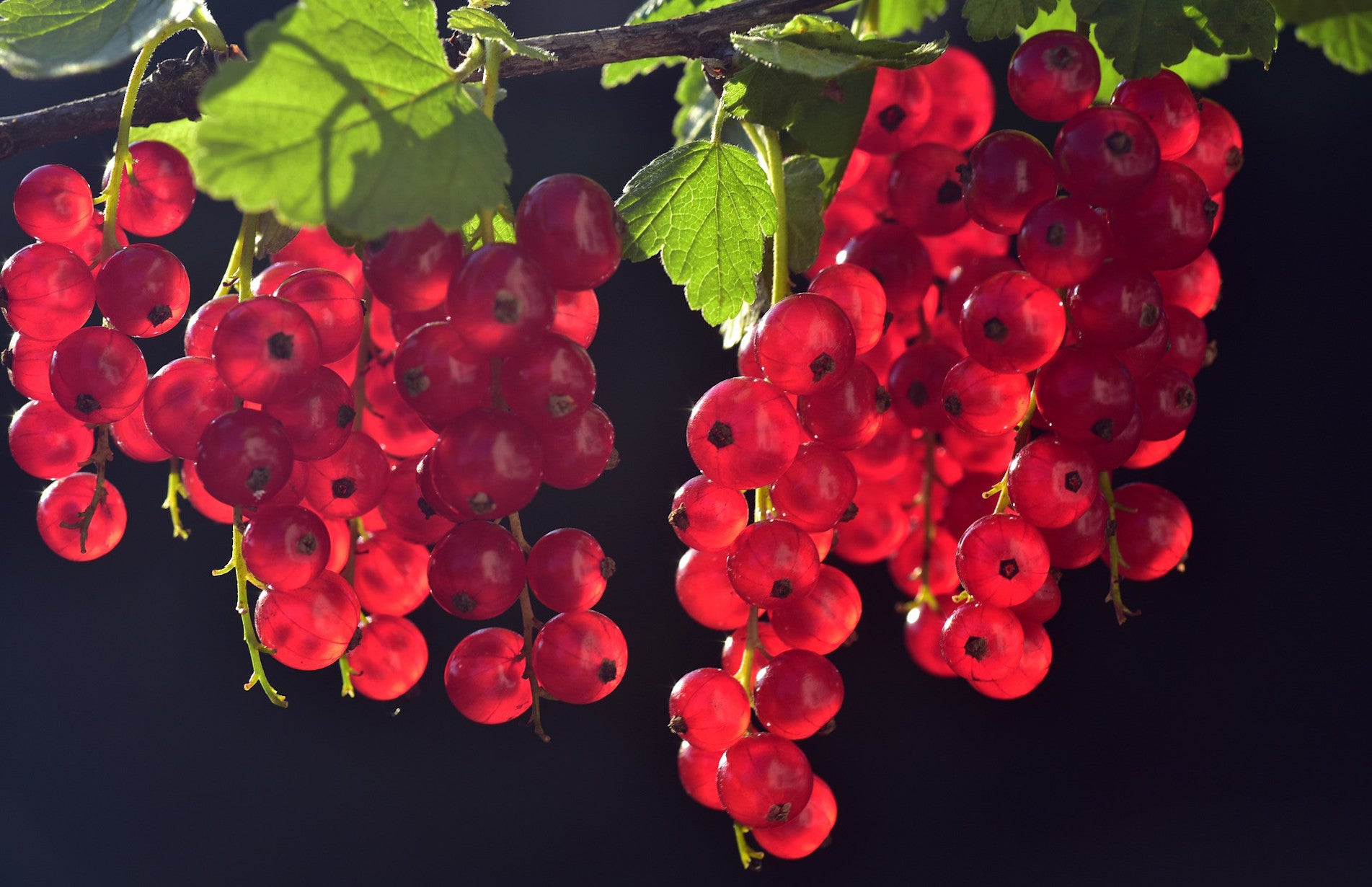 haxnicks- how to grow soft fruits currants- currant growing guide- growing berries- red currants - how to grow currants easily