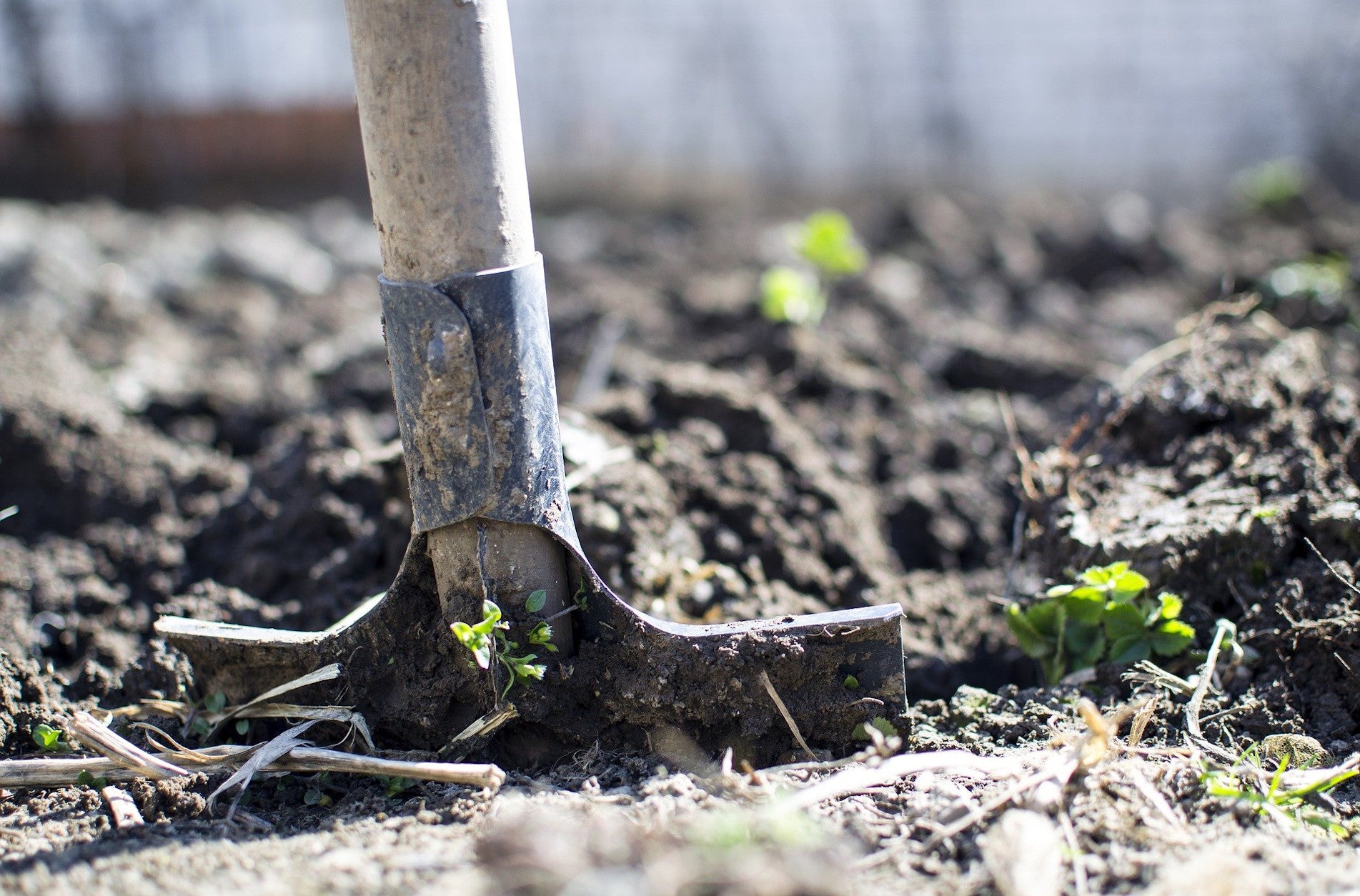 haxnicks- how to garden with no digging- no dig method of gardening- gardening with no spade