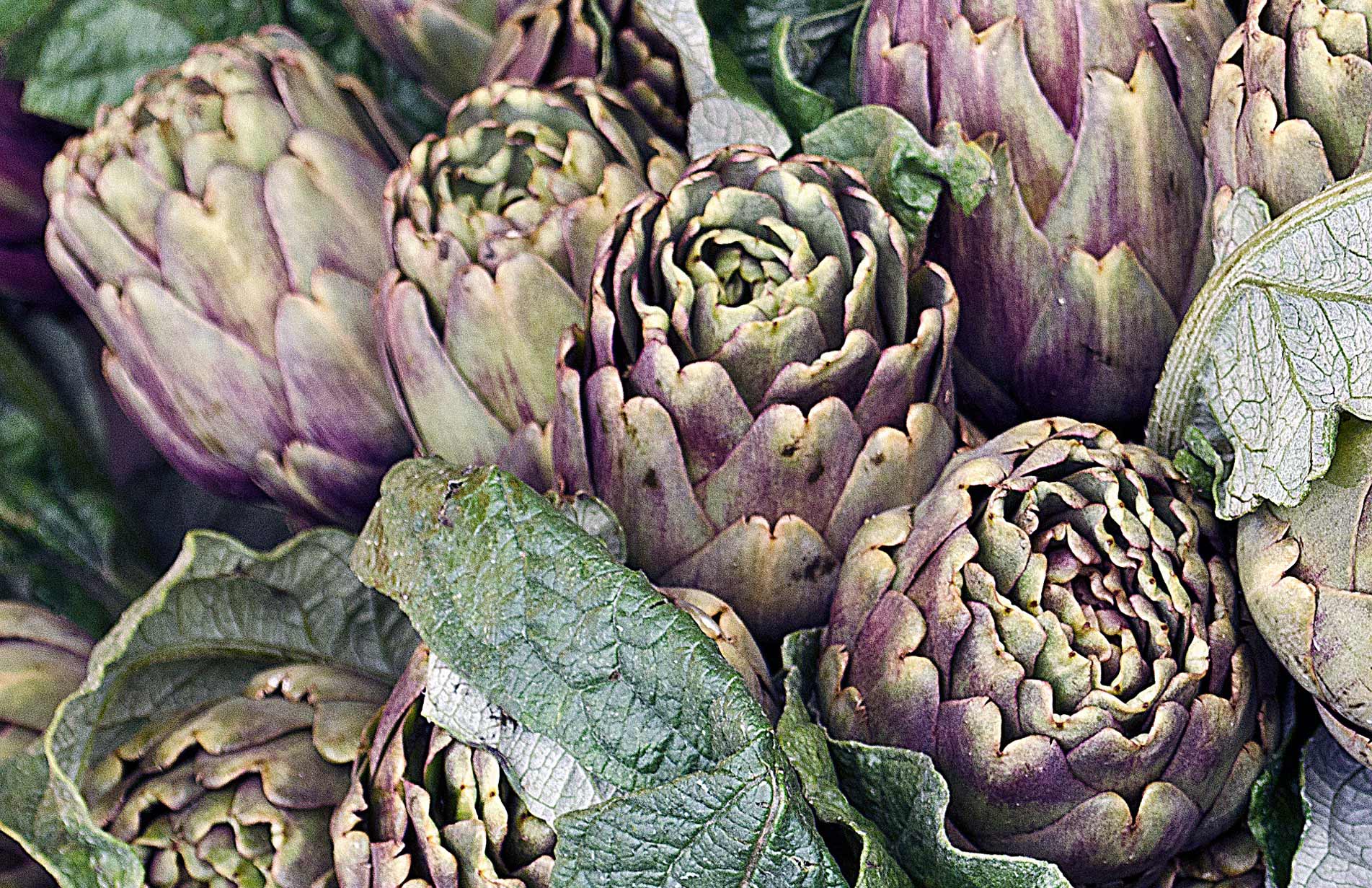 Globe Artichokes - Haxnicks how to grow gardening advice 