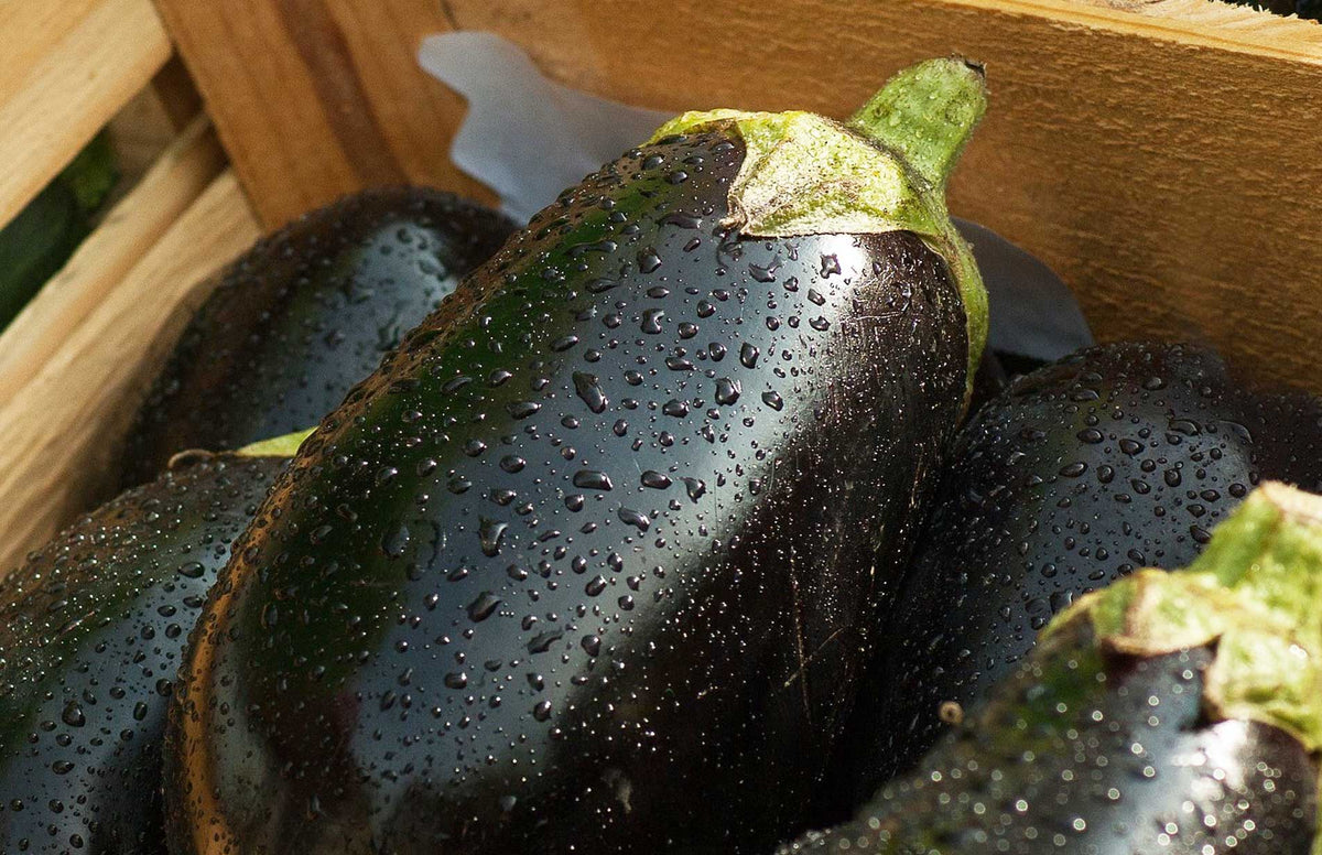 Grow at Home: Aubergine or EggPlant (UK or USA) – Haxnicks