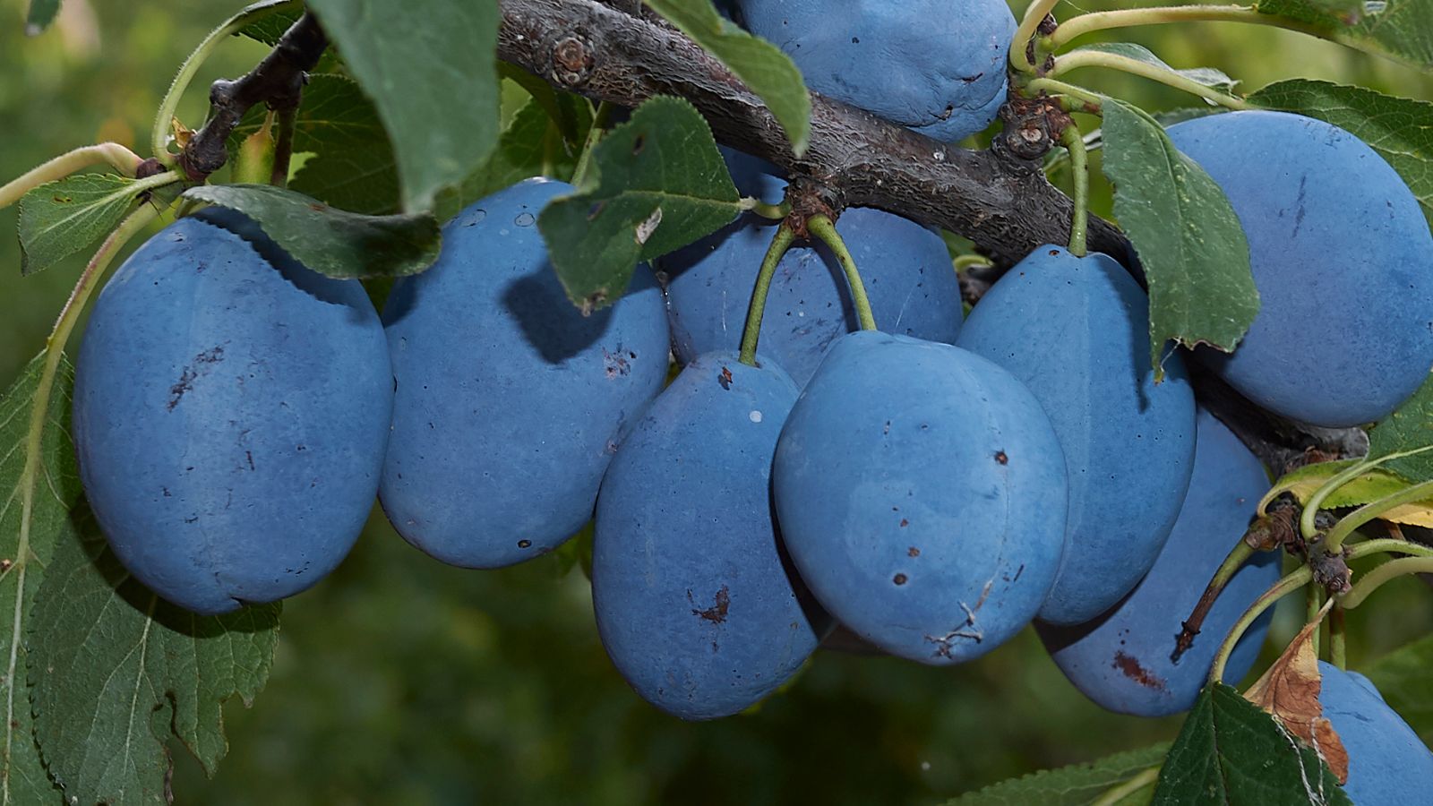 How to grow damsons