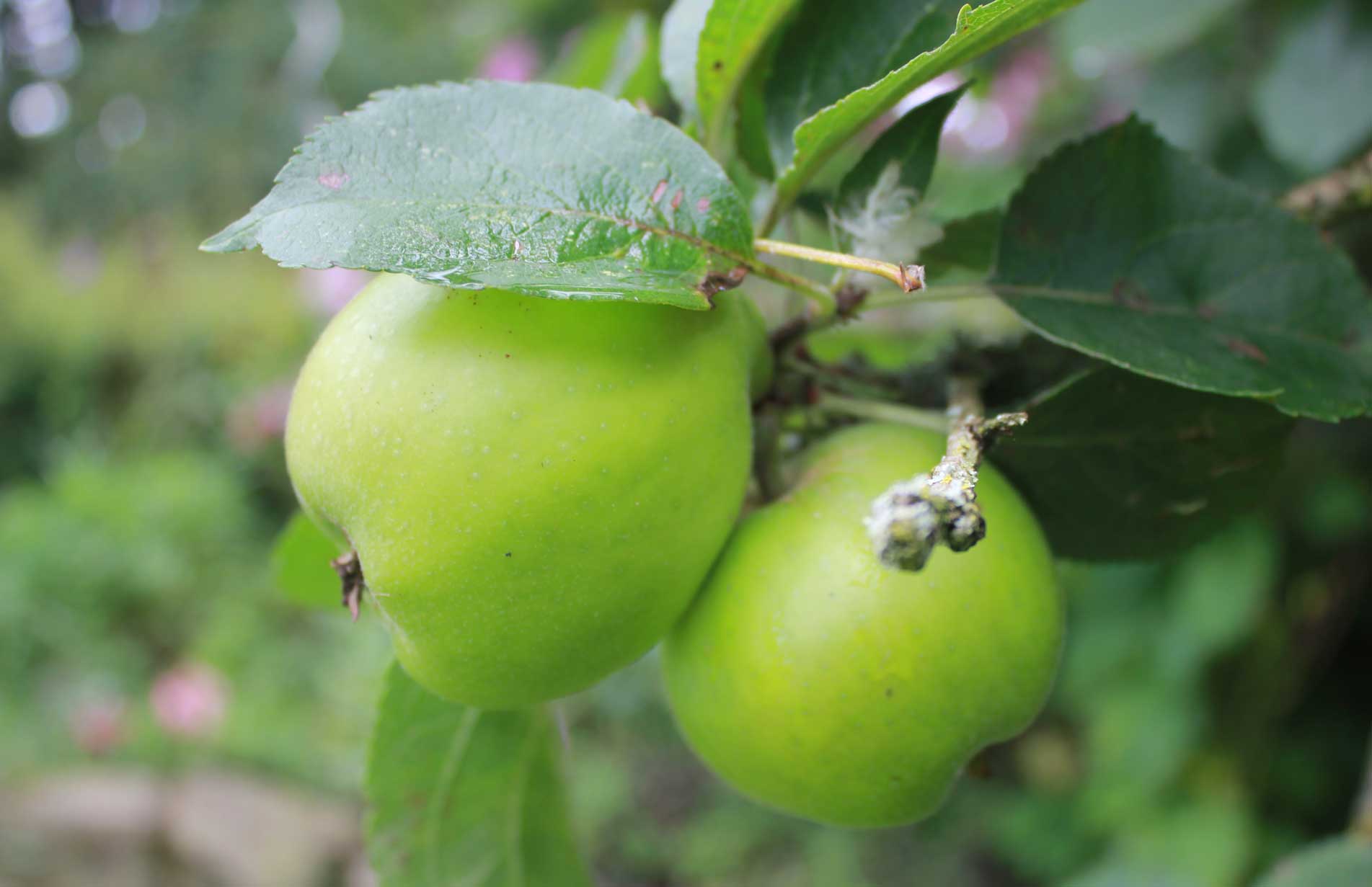 Haxnicks-storing windfall apples- how to make mulled pears- harvesting potatoes and tomatoes