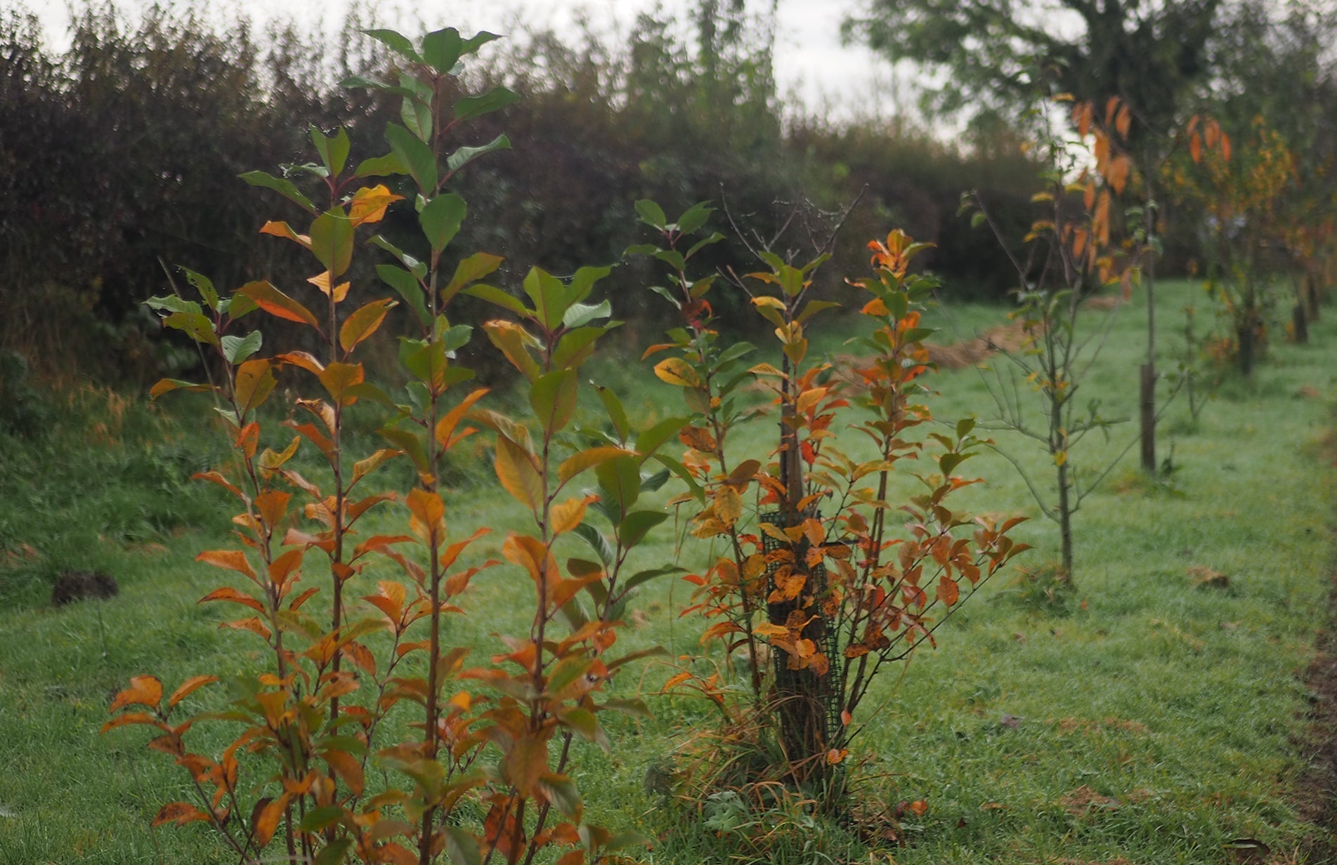 How to grow your own organic fruit orchard