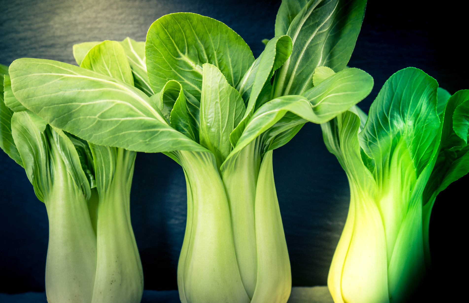 A guide to Growing bok choy or pak choi in containers