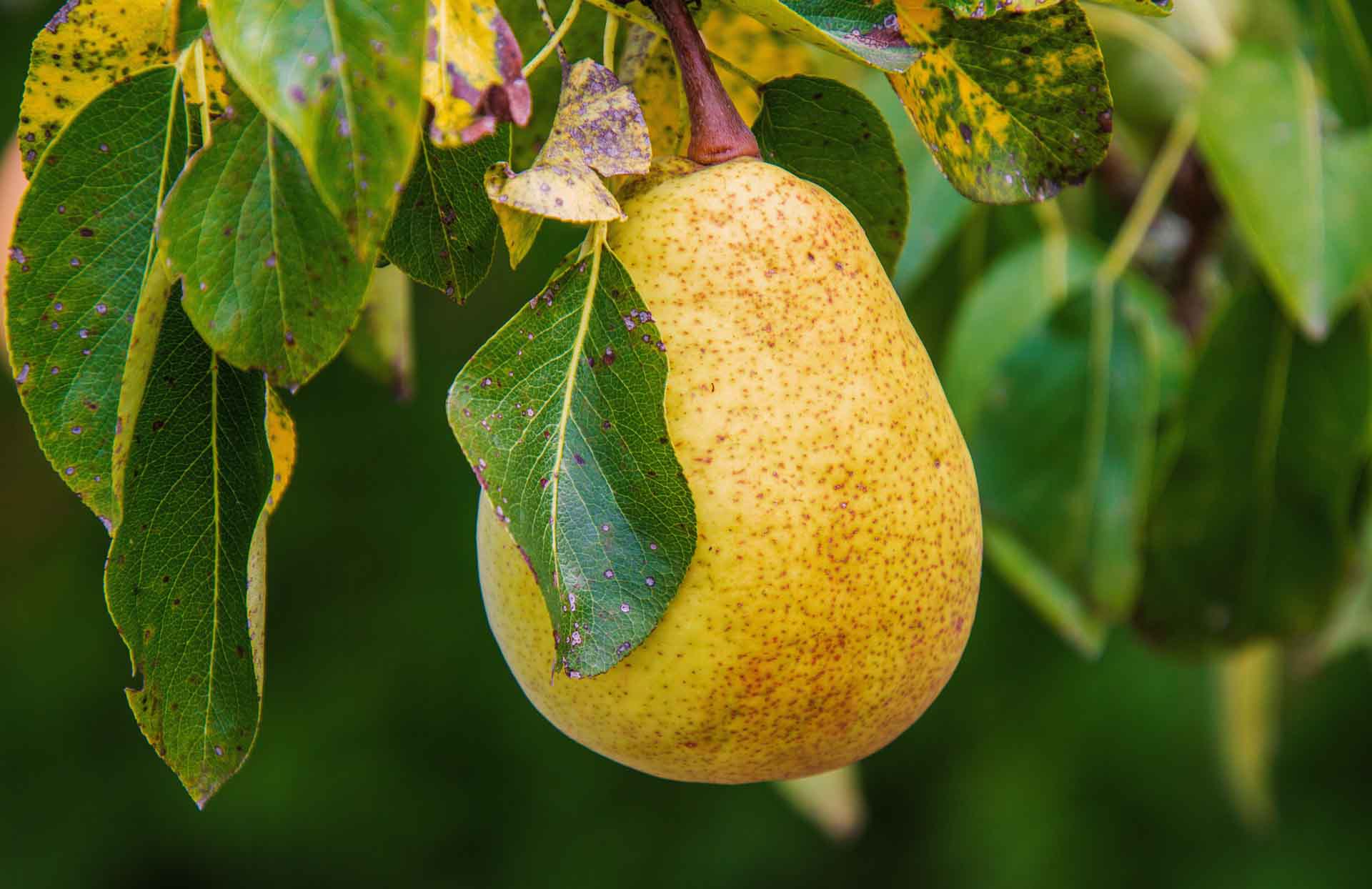 How to grow your own pear tree from seed