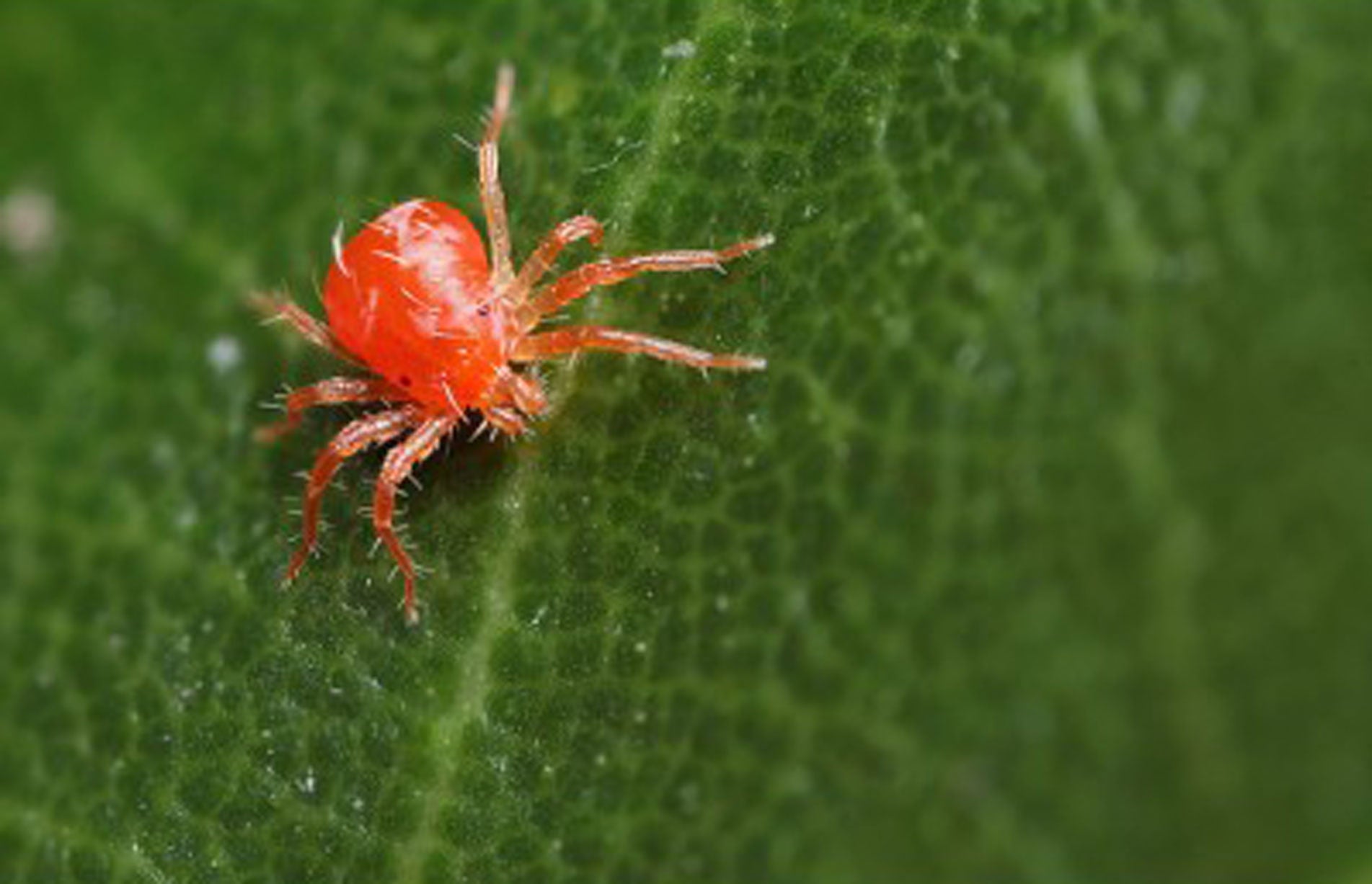 How To Prevent And Treat Red Spider Mite Haxnicks 