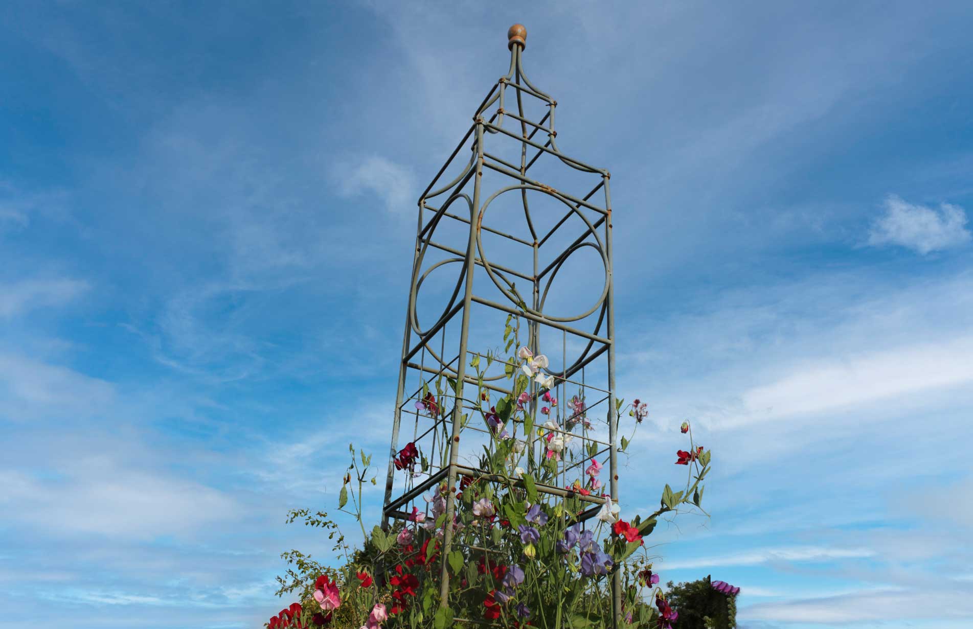 Haxnicks Big Ben plant frame plant support for beans, peas, sweet peas and climbing plants 