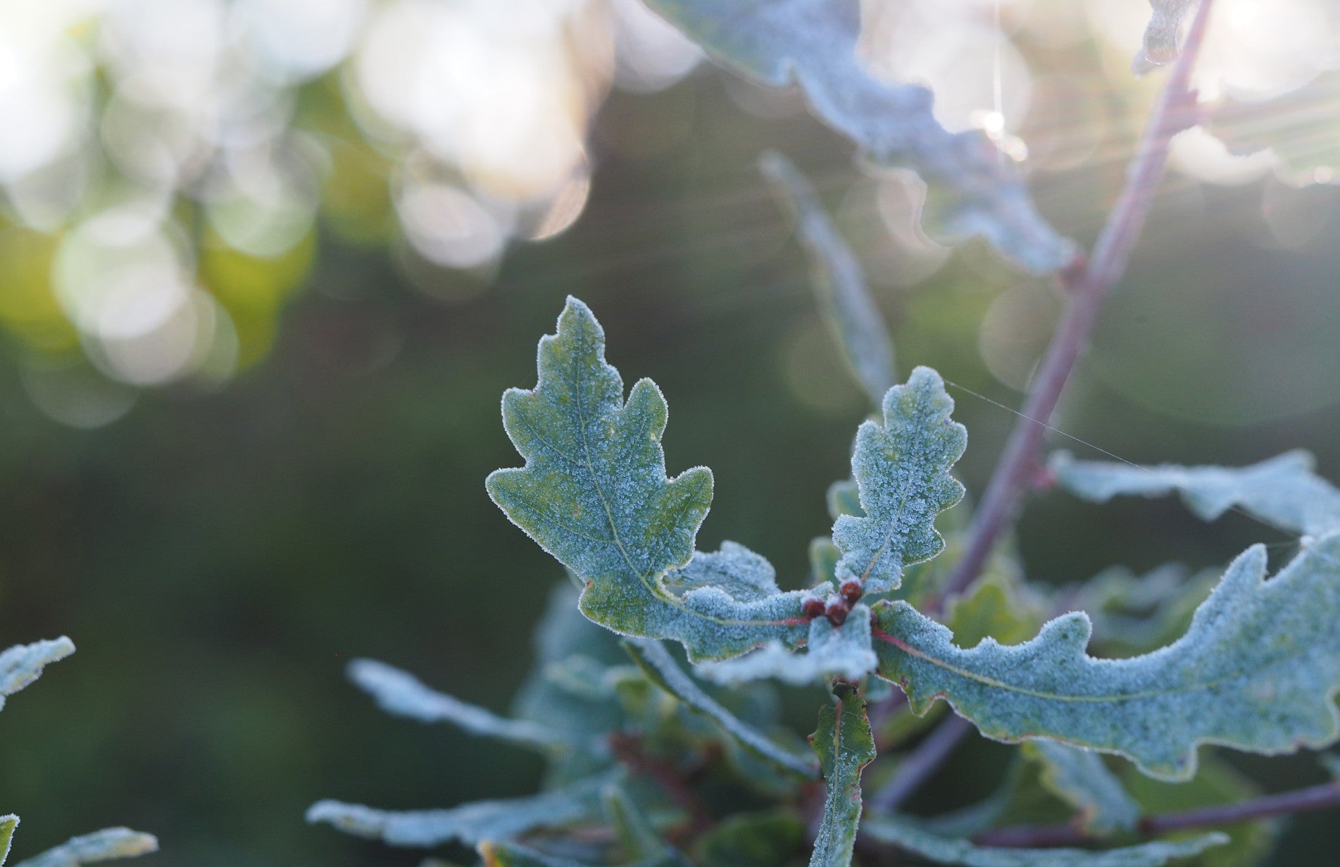 haxnicks green fern fleeces- plant winter protection- non obtrusive plant protection- plant warmer