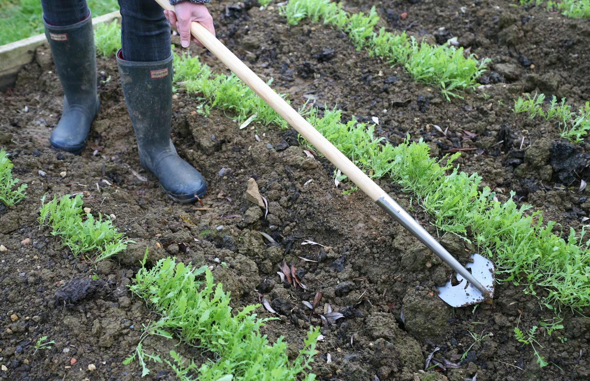 SpeedHoe the best way to weed veg plots allotments and gardens