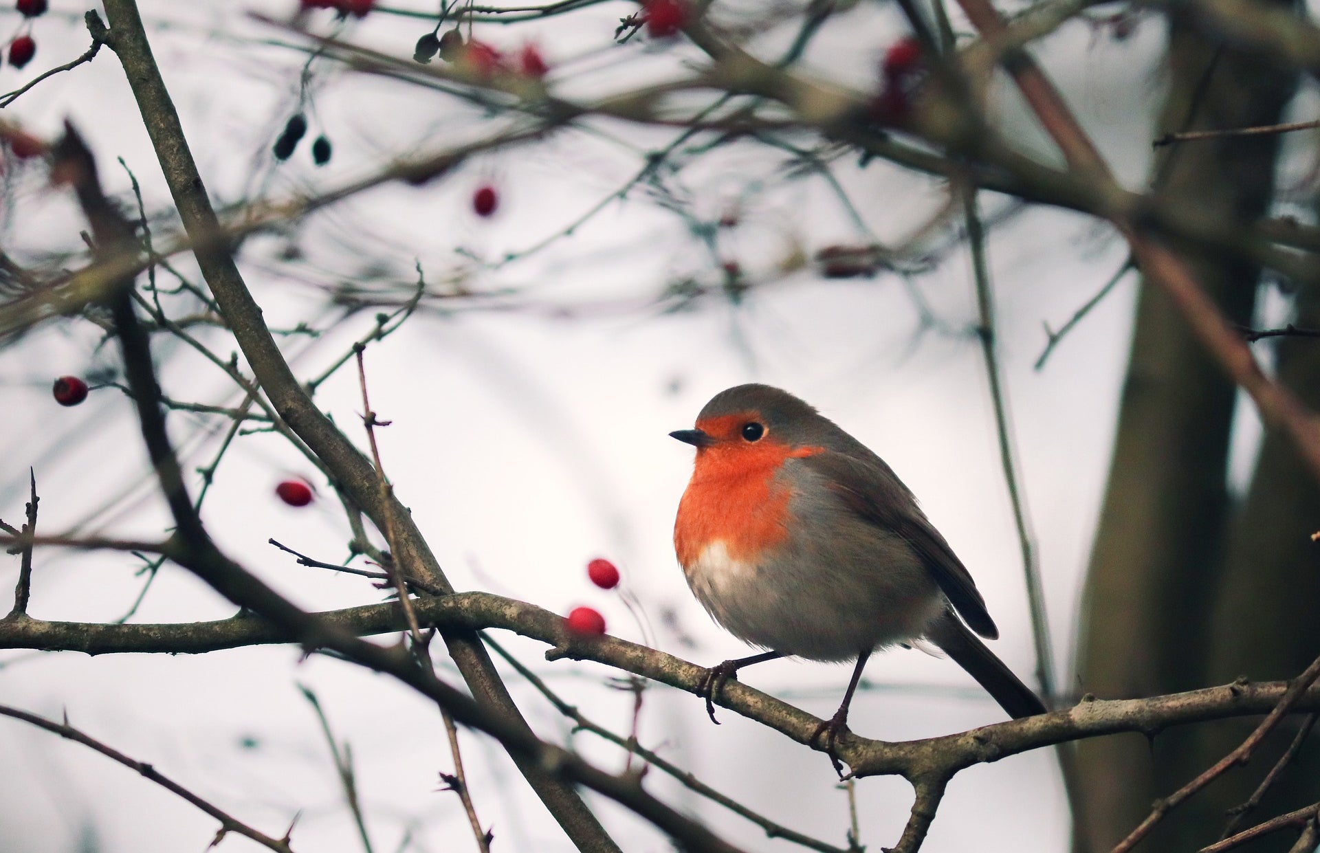 December Garden Checklist: what to do in the garden in December