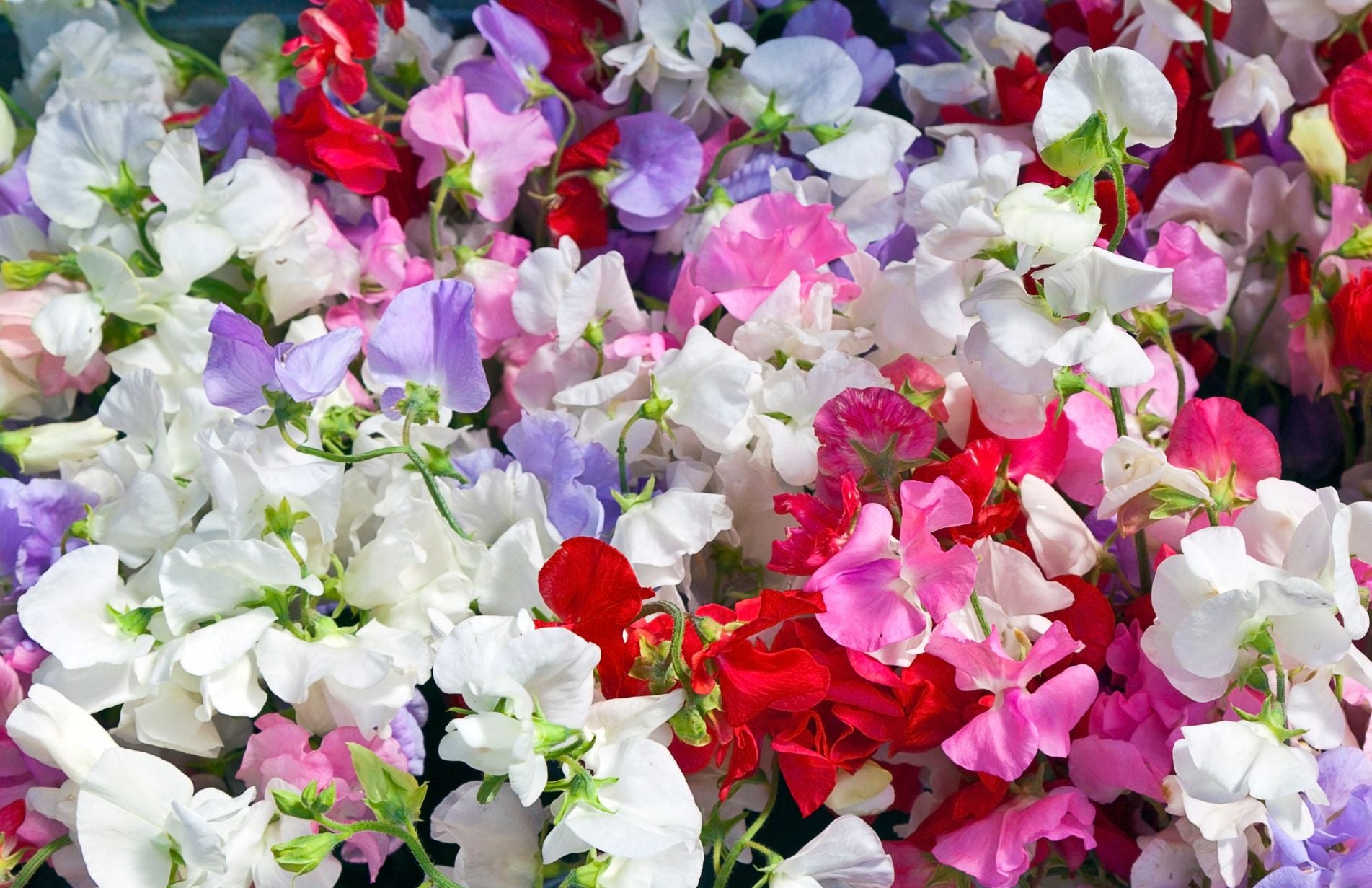 Vase of sweet peas how to grow sweet peas the best way