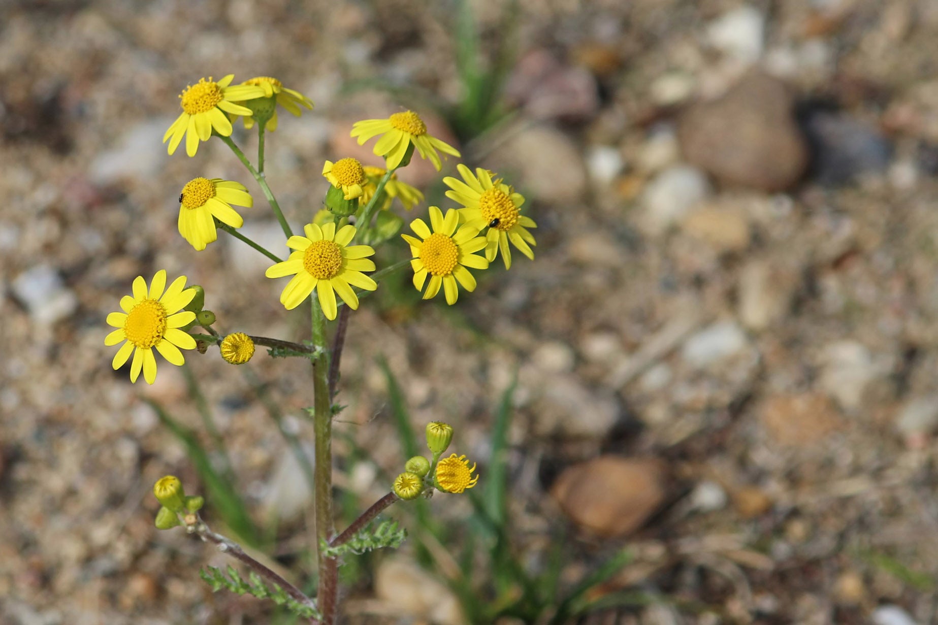 Pippa Greenwood Gardening advice for October