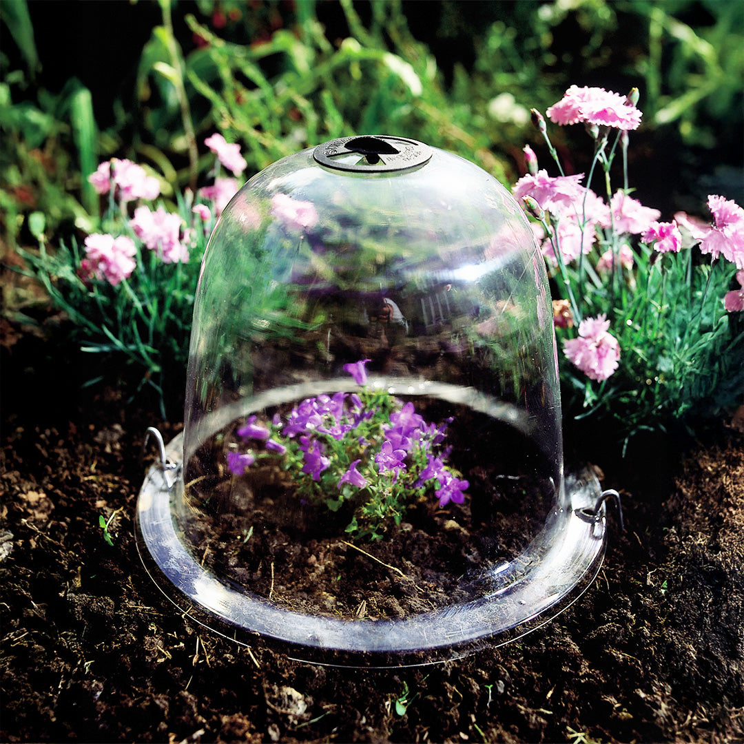 Victorian Bell Cloches covering purple flowers in a garden