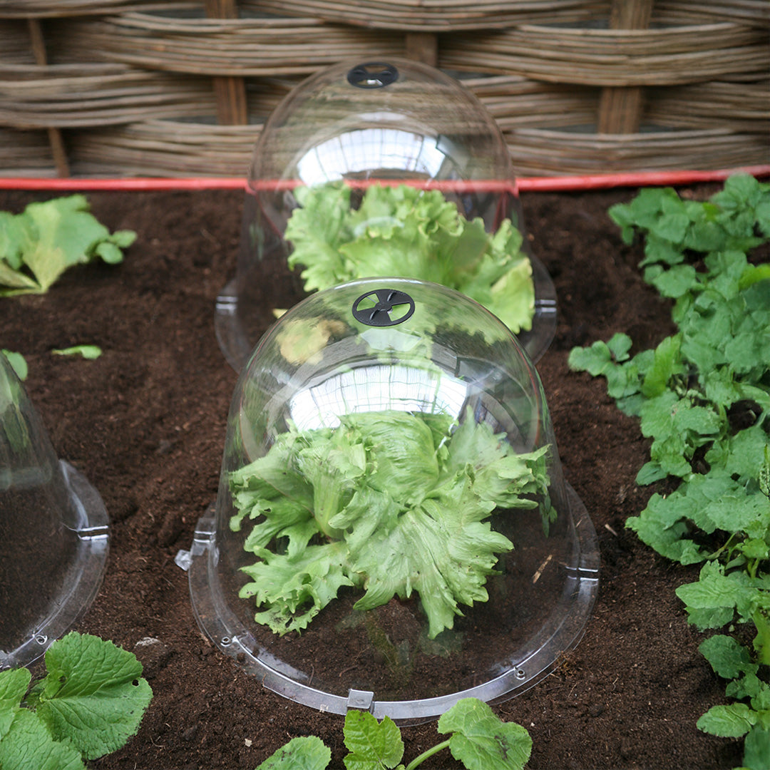 Victorian Bell Cloches covering lettuce in a garden