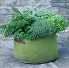 Vigoroot Herb Planter with many green herbs planted inside next to a brick wall