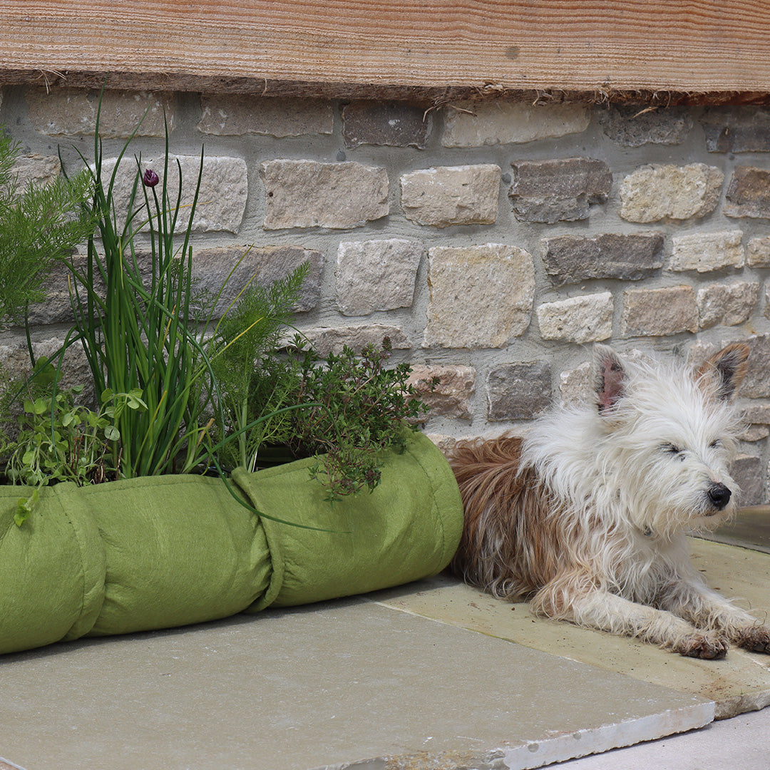 Vigoroot™ Plant Tube with green flowers inside it, next to a brick wall and a brown and white dog who's lied down next to it