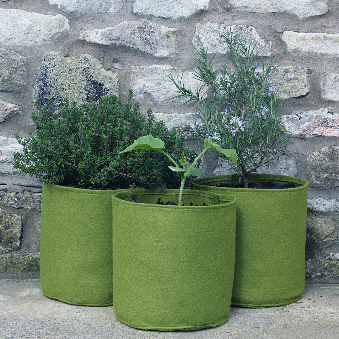 3 Vigoroot pots with green plants planted in them next to a brick wall