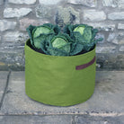 Vigoroot Vegetable Planter with 3 cabbages planted inside next to a brick wall