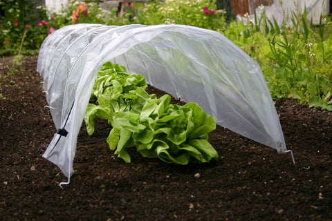 Easy Poly Tunnels | Plant Protection | Haxnicks